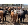 Image 5 : Alberta Prime Customer - 725# July/Aug Delivery Heifers - 70 Head (Monarch, AB)