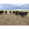 Image 8 : Bryan Ranch Ltd. - 750# June/July Delivery Grass Heifers - 117 Head (Maple Creek, SK)