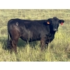 Image 3 : Jarokosky Farms - 830# September Delivery Grass Steers - 75 Head (Cayley, AB)