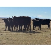 Image 9 : TNT Cattle Co. Ltd. - 500# October Delivery Steer Calves - 95 Head (Manyberries, AB)