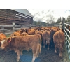 Image 4 : Bob & Donna, Nikita Leavitt - 600# October Delivery Steer Calves - 50 Head (Kamloops, BC) VBP+