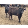 Image 9 : Lazy B Farm & Ranch - 975# August Delivery Heifers - 130 Head (Linden, AB)