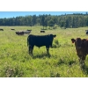 Image 10 : Ron Holmes - 550# October Delivery Steer Calves - 100 Head (Cochrane, AB)