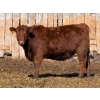 Image 2 : Scott & Gail Sapergia - 15 Red Simm X November Delivery Bred Heifers (Hays, AB)