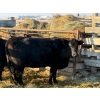 Image 2 : Coal Creek Ranching Ltd. - 3 Second Calvers (Pen 524A)