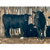 Image 9 : Sturgeon River Ranch - 675# March Delivery Steers - 90 Head (Rockyford, AB)