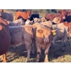Image 4 : JOJ Cattle Co. - 740# November Delivery Steer Calves - 85 Head (Marwayne, AB)