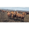 Image 2 : Ripple Rock Ranch - 765# June Delivery Heifers - 100 Head (Fincastle, AB)