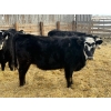 Image 8 : Leon Torkelson - 30 BBF/BWF Replacement Heifers (Millicent, AB)