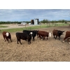 Image 2 : Westland Cattle Ltd. - 770# June Delivery Heifers - 25 Head (Leduc, AB)