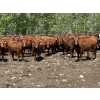 Image 2 : Palmer Ranch - 700# June Delivery Heifers - 90 Head (Hill Spring, AB)