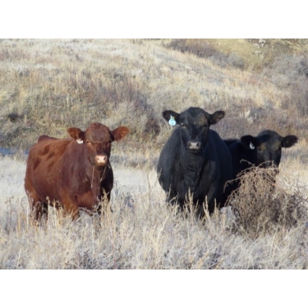Jeff & Bonnie Resch - 875# November Grass Heifers - 70 Head (Leader, SK)