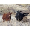 Image 1 : Jeff & Bonnie Resch - 875# November Grass Heifers - 70 Head (Leader, SK)