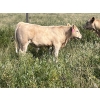 Image 8 : Greg & Melissa Kelts - 640# October Delivery Steer Calves - 60 Head (Consort, AB)