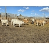 Image 14 : SVM Farms - 630# May Delivery Steers - 67 Head (Vauxhall, AB)