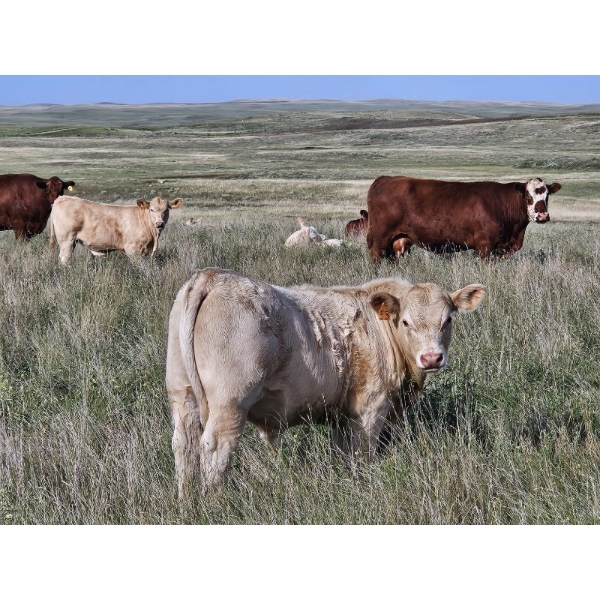Logan Brothers (Rod, Barry & Bruce) - 630# October Delivery Steer Calves - 80 Head (Oyen, AB)