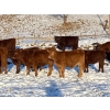 Image 2 : CL Ranches Ltd. - 525# December Weaned Steers - 80 Head (Cochrane, AB) VBP+