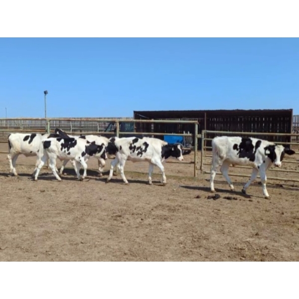 Wavy Lake Farming Co. - 505# Holstein Steers - 16 Head (Stettler, AB)