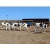 Image 1 : Wavy Lake Farming Co. - 505# Holstein Steers - 16 Head (Stettler, AB)