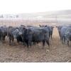 Image 2 : Cluny Colony - 790# November Weaned Steers - 51 Head (Cluny, AB)