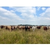 Image 2 : Kropelnicki Bros. - 900# September Delivery Grass Heifers - 140 Head (Sifton, MB)