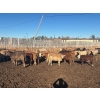 Image 4 : Vee Tee Feeders  - 875# March Delivery Heifers - 130 Head (Lloydminster, AB) 