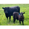 Image 4 : 9X Enterprises - 560# October Delivery Steer Calves - 75 Head (Patricia, AB)