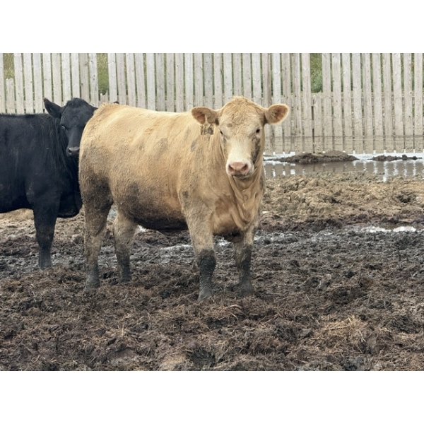 Cromer Cattle Company Inc. - 1000# September Delivery Heifers - 30 Head (Cromer, MB)