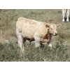 Image 1 : F Nester Ranching - 650# October Delivery Steer Calves - 90 Head (Picture Butte, AB) VBP+