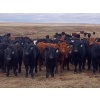 Image 3 : JT Cholin Farms - 925# September Delivery Grass Steers - 65 Head (Biggar, SK)