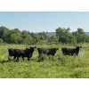 Image 5 : Little Rainbow Ranch - 50 Black & BBF Simm X Angus & Angus AI Bred Heifers (Moosomin, SK)