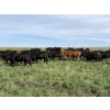 Image 4 : RJ Bart Stock Corp. - 1000# August Delivery Grass Heifers - 340 Head (High River, AB)