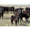 Image 6 : 9X Enterprises - 12 Black/BBF 1st Calf Pairs (Millicent, AB)