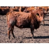 Image 4 : Scott & Gail Sapergia - 15 Red Simm X November Delivery Bred Heifers (Hays, AB)
