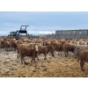 Image 5 : Franklin Cattle Co. - 650# December Weaned Heifers - 180 Head (Marwayne, AB)