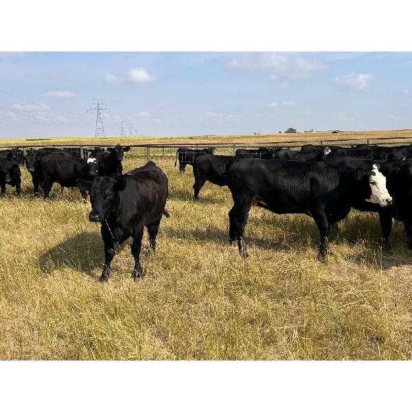 EMDE Land & Cattle - 1025# October Grass Heifers - 425 Head (Weyburn, SK)
