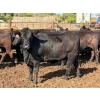 Image 5 : Brandt Boys Beef & Grain - 935# September Delivery Heifers - 65 Head (Tolstoi, MB)