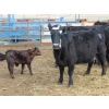Image 5 : South Ridge Simmentals - 13 Black/BBF/BWF Pairs (Monarch, AB)
