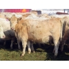 Image 5 : Frank Martens - 24 Tan/Silver Char X Bred Heifers (Theodore, SK)
