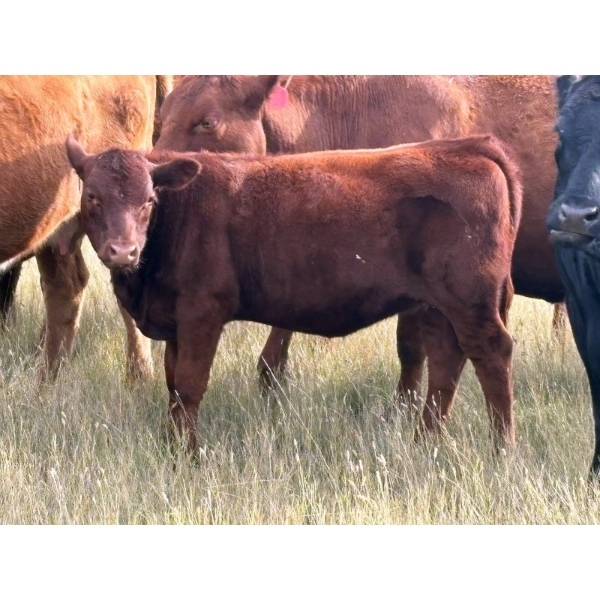 JR Cattle Company Ltd. - 510# October Delivery Heifer Calves - 30 Head (Fort Macleod, AB)