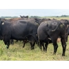 Image 8 : Malarky Farms - 36 Black/Black X Cow/Calf Pairs (Newdale, MB)