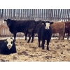 Image 3 : Hines Ranching - 825# February Delivery Yearling Heifers - 73 Head (Marwayne, AB)