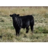 Image 5 : Susy Friesen - 550# October Delivery Steer Calves - 55 Head (Patricia, AB)