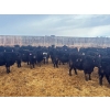 Image 3 : Kyler Unruh - 725# March Delivery Heifers - 85 Head (Dewberry, AB)