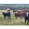 Image 2 : Three Hills Colony - 680# October Delivery Steer Calves - 175 Head (Three Hills, AB)