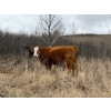 Image 12 : C & L Livestock - 29 Red Mature 3-Way Pairs (Edam, SK) VBP+