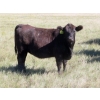 Image 4 : L & J Ranch - 840# Sept/Oct Delivery Grass Heifers - 80 Head (Harptree, SK)