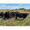 Image 7 : Sheldon Reimer - 840# September Grass Heifers - 288 Head (Cromer, MB)