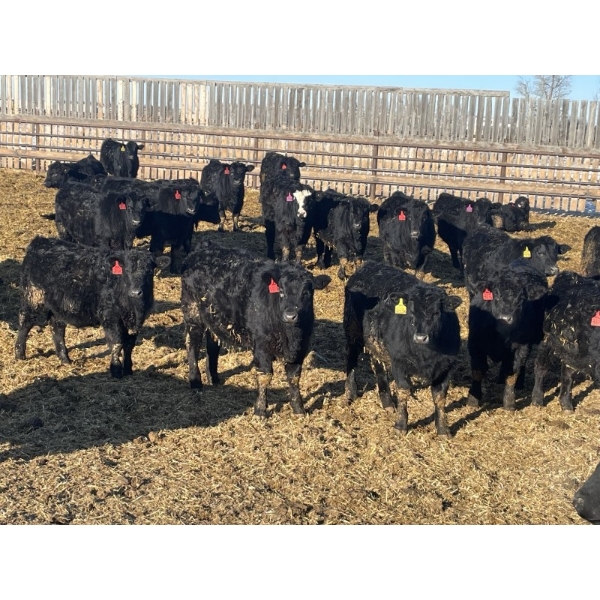 Hogg Family Farm - 790# January Delivery Steers - 75 Head (Huxley, AB)