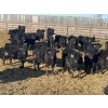 Image 1 : Hogg Family Farm - 790# January Delivery Steers - 75 Head (Huxley, AB)